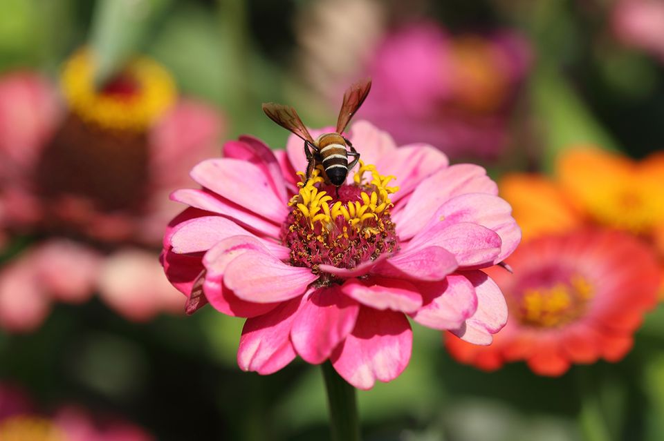 Biene auf einer Blüte Biene auf einer Blüte