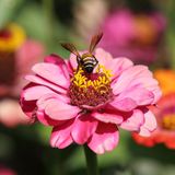 Biene auf einer Blüte