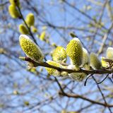 Weidenkätzchen im Frühjahr