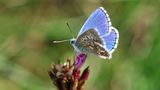 Bläuling, Schmetterling