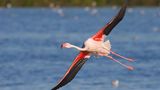 Kubaflamingo, phoenicopterus ruber