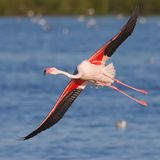 Kubaflamingo, phoenicopterus ruber