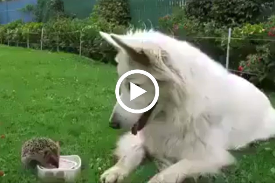 Igel und Hund auf der Wiese