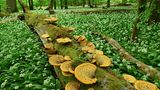Nationalpark Hainich