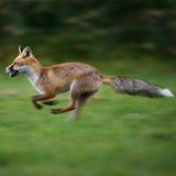 Fuchs, Fanel Naturschutzgebiet