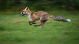 Fuchs, Fanel Naturschutzgebiet