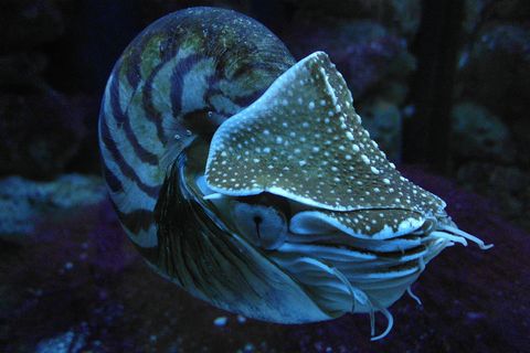 Kreatur der Tiefsee