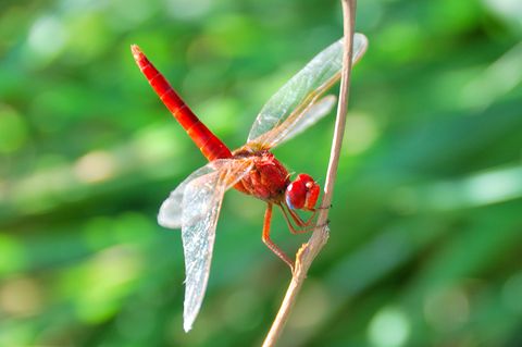 Libelle vor grünem Hintergrund