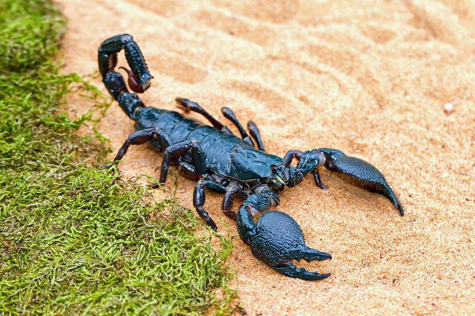 Skorpion auf Sand