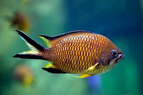 Fische im Wasser