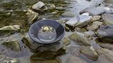 Goldnuggets beim Waschen am Fluss in der Pfanne