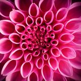 Blüte, Makroaufnahme