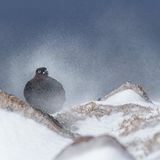 Moorschneehuhn im Schneegestöber