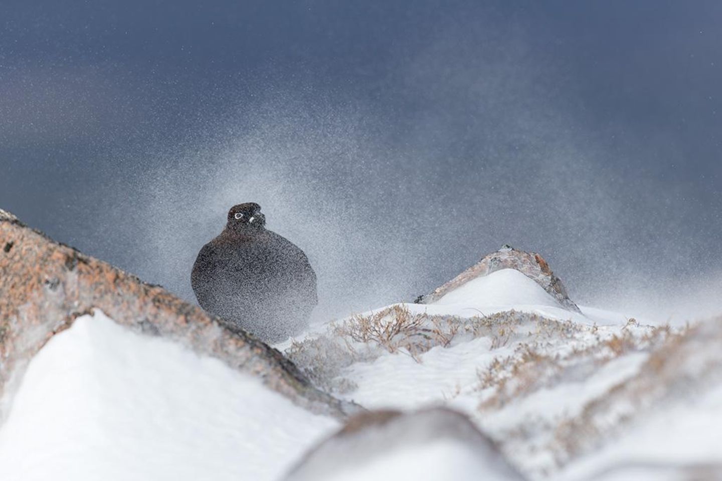 Moorschneehuhn im Schneegestöber