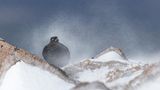 Moorschneehuhn im Schneegestöber