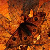 Nachtfalter auf Laubblatt