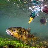 Bachforelle und Stockente