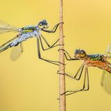 Libellen an einem Halm