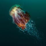 Qualle in der Nordsee