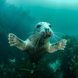 Seehund unter Wasser