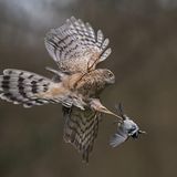 Sperber erbeutet eine Meise