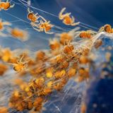 Baby-Spinnen im Netz