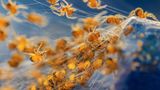 Baby-Spinnen im Netz