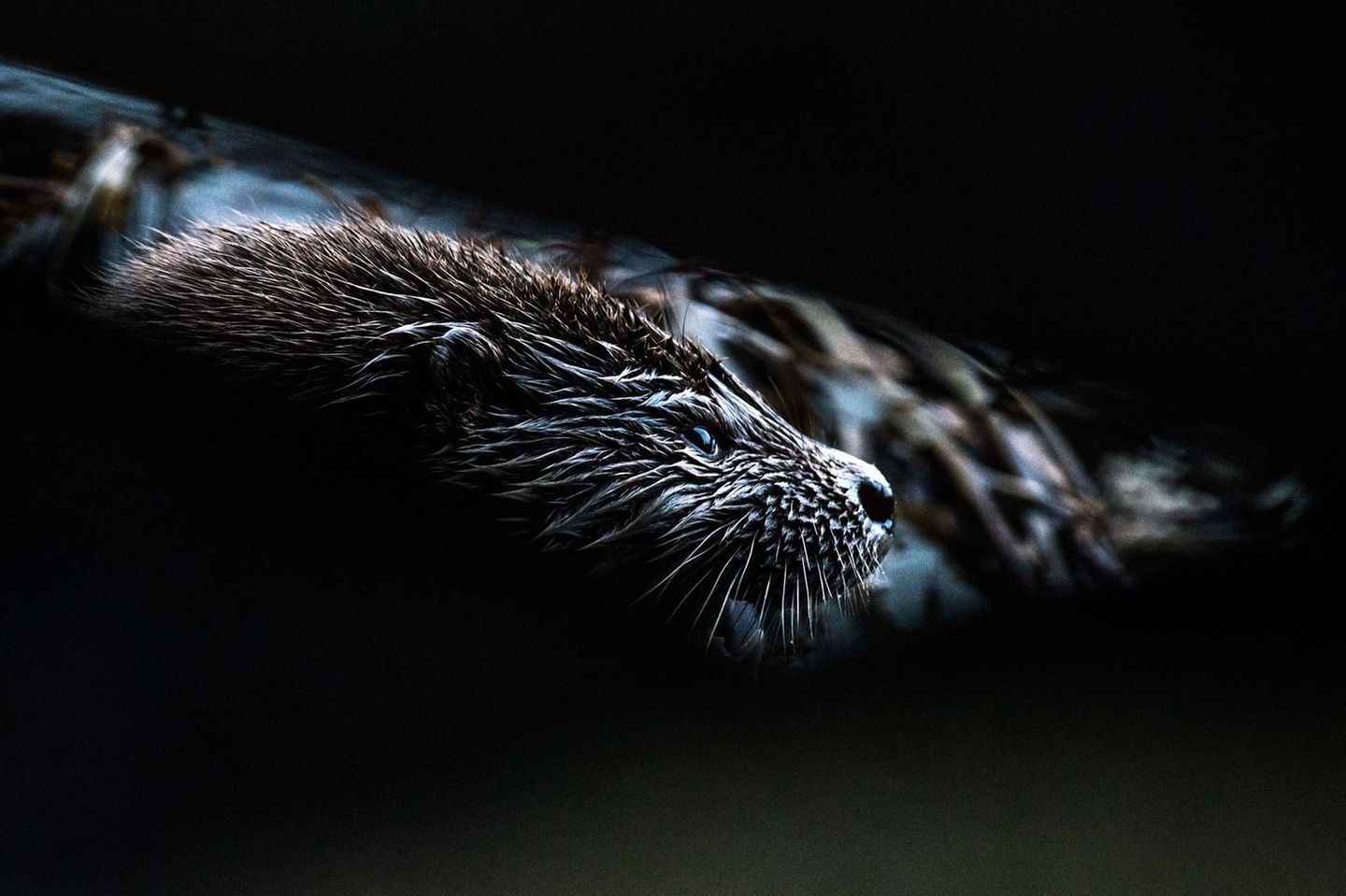Fischotter in der Dämmerung