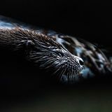 Fischotter in der Dämmerung