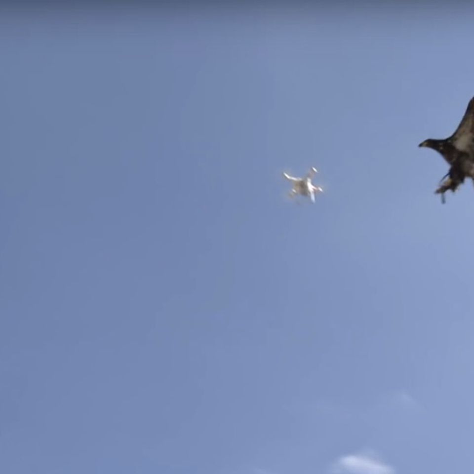 Holland: So sieht ein Einsatz der Anti-Drohnen-Adler aus