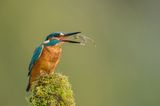 Eisvogel