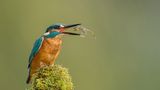 Eisvogel