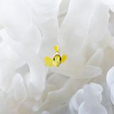 Tane Sinclair-Taylor