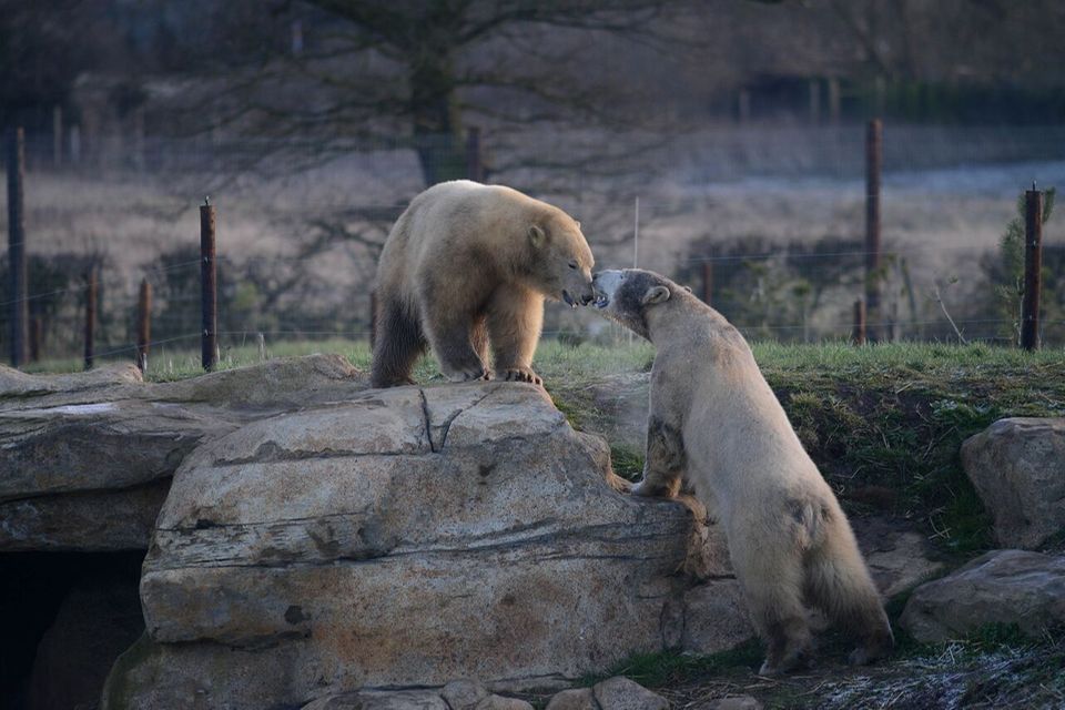 Eisbären im Gehege Eisbären im Gehege