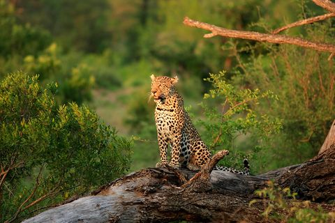 Krüger Nationalpark