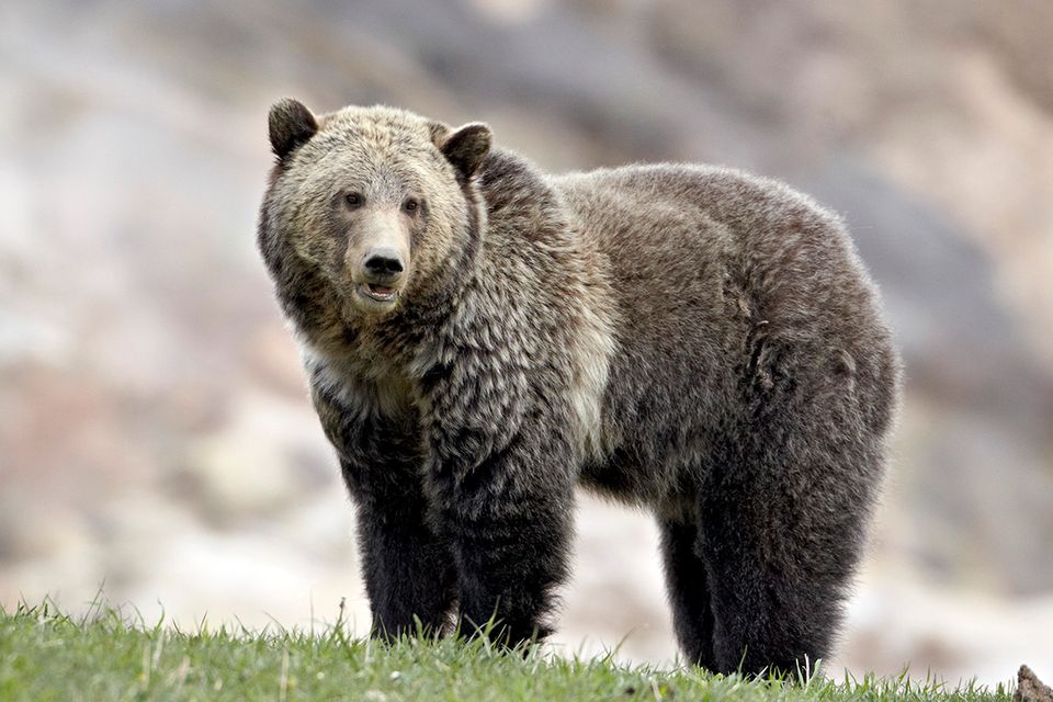 Grizzlybär