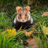 Feldhamster