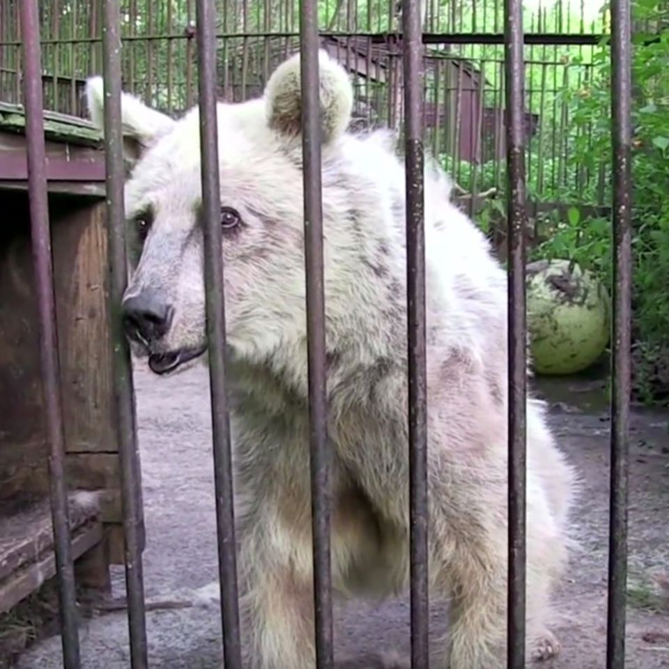 Braunbär
