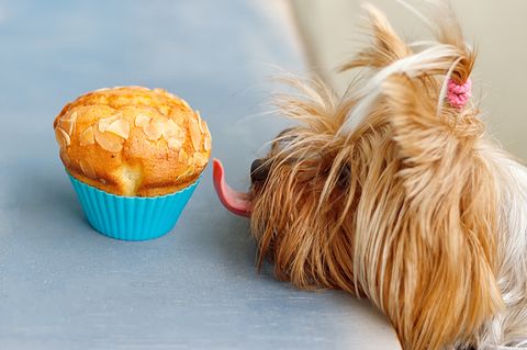 Hundekuchen selber backen