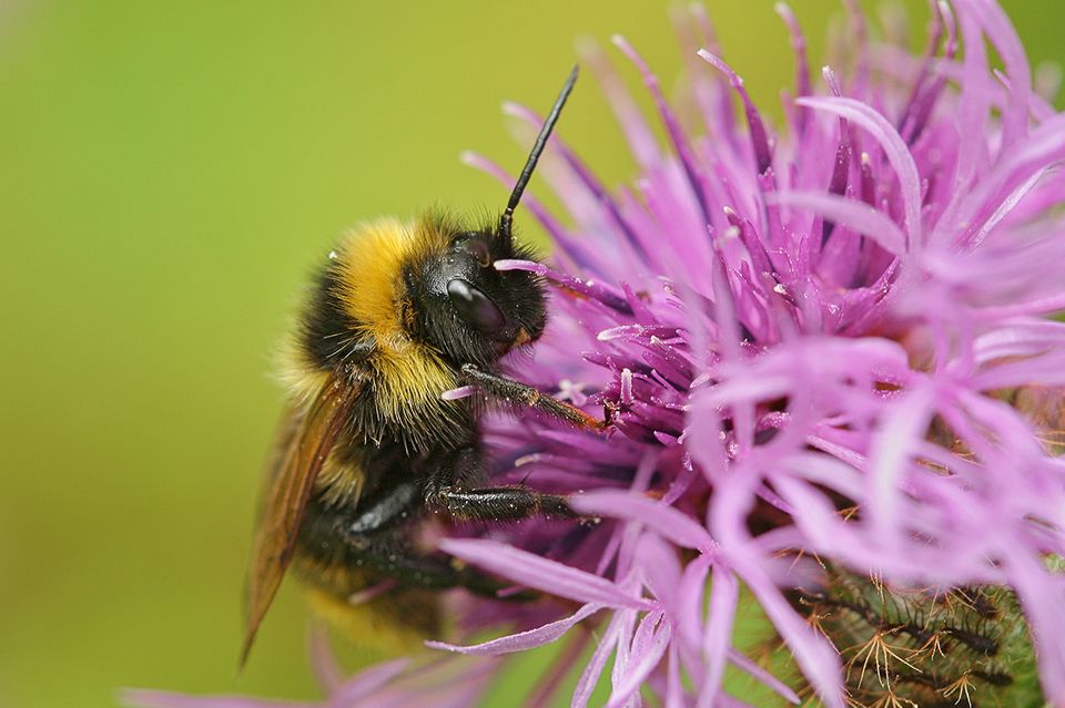 Bienensterben, Biene an einer Blüte