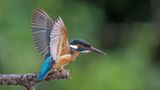Eisvogel