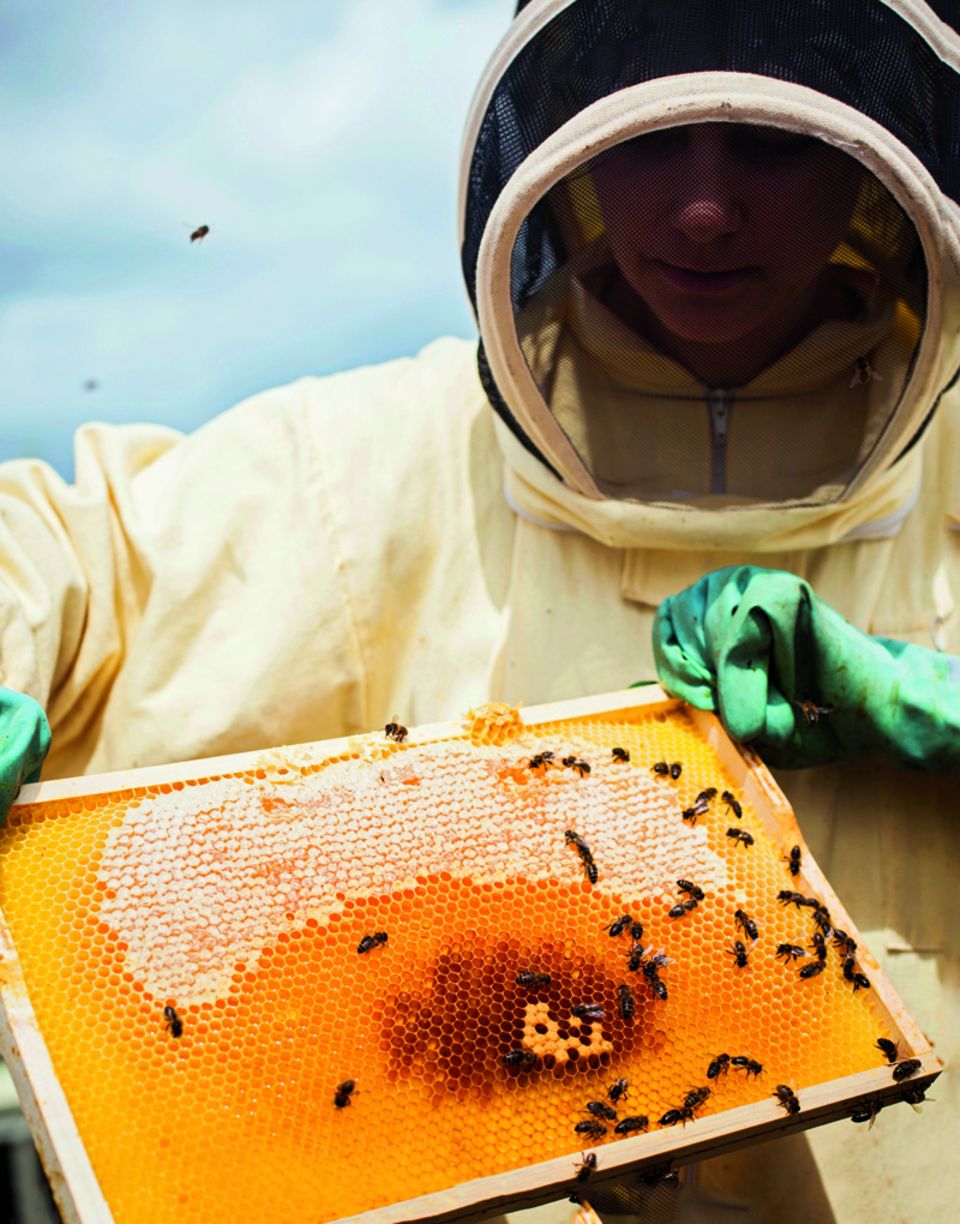 Tierhaltung: Begehrte Speise: Die Deutschen lieben Honig: Ein gutes Kilogramm der bekömmlichen Kost verzehrt jeder Bundesbürger pro Jahr im Mittel. Für jedes Gramm Honig müssen Bienen Tausende Blüten anfliegen