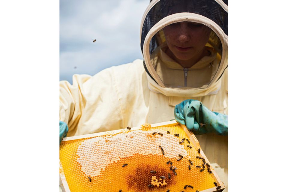 Tierhaltung: Sollte man auf Honig verzichten?