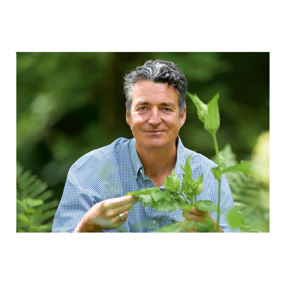 Wildpflanzen: Was die Natur an Essbarem zu bieten hat
