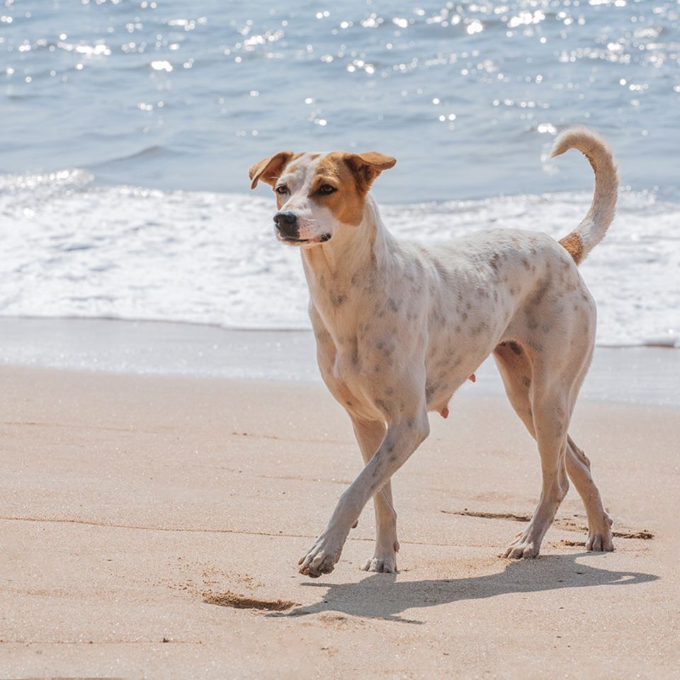 Hund am Strand am Meer
