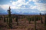 Denali Nationalpark, Alaska