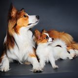 Grosser und kleiner Hund liegen zusammen auf dem Boden