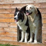 Border Collie und Golden Retriever