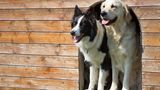 Border Collie und Golden Retriever