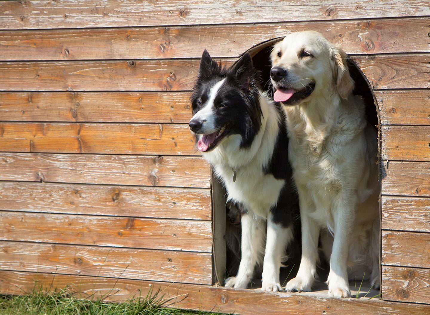 Border Collie und Golden Retriever